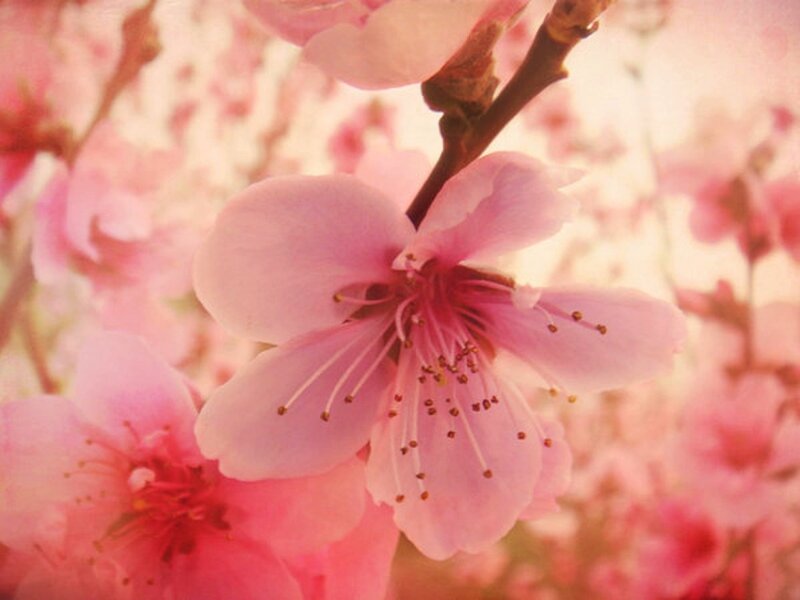 Pink Cherry Blossom — Serene, Spring, Photograph, Flower, Branch, Petals