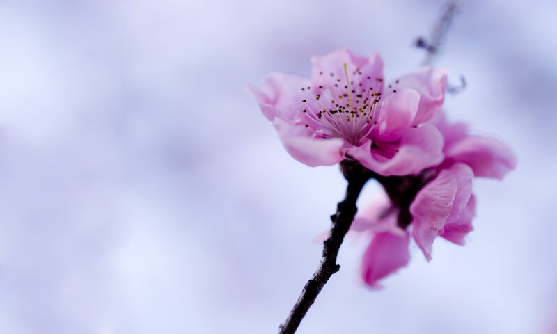 Pink Cherry Blossom — Serene, Spring, Photograph, Flower, Branch, Purple, Black