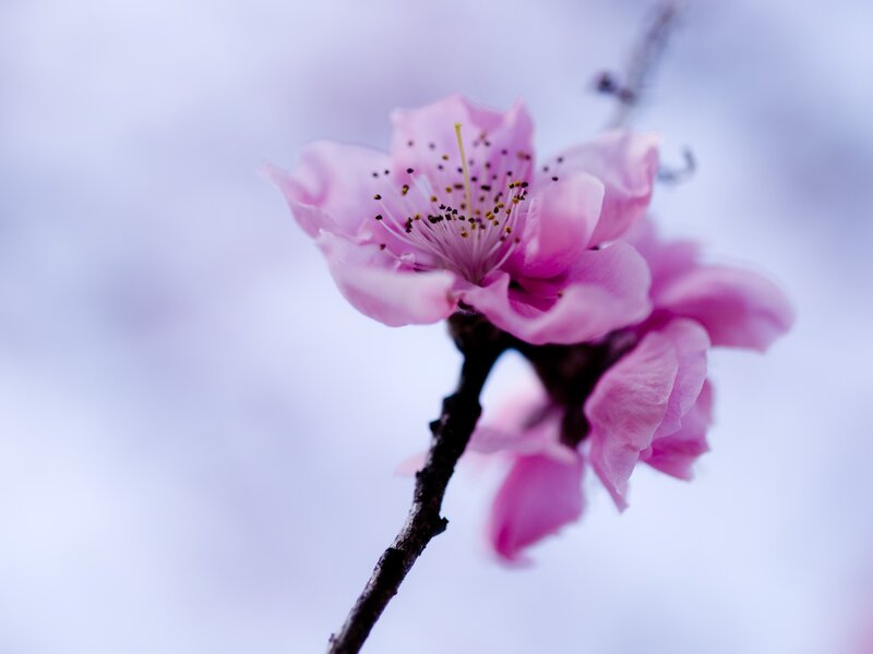 Pink Cherry Blossom — Serene, Spring, Photograph, Flower, Branch, Purple, Brown