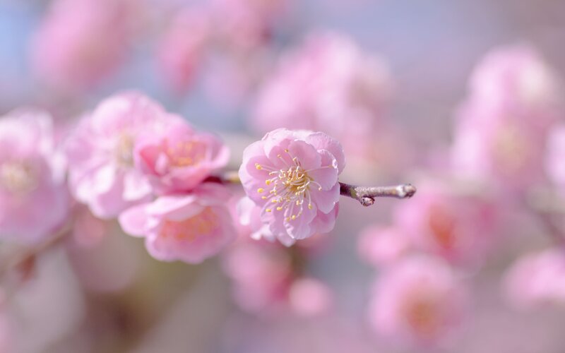 Pink Cherry Blossom — Serene, Spring, Photograph, Flower, Branch, Sky, White, Brown