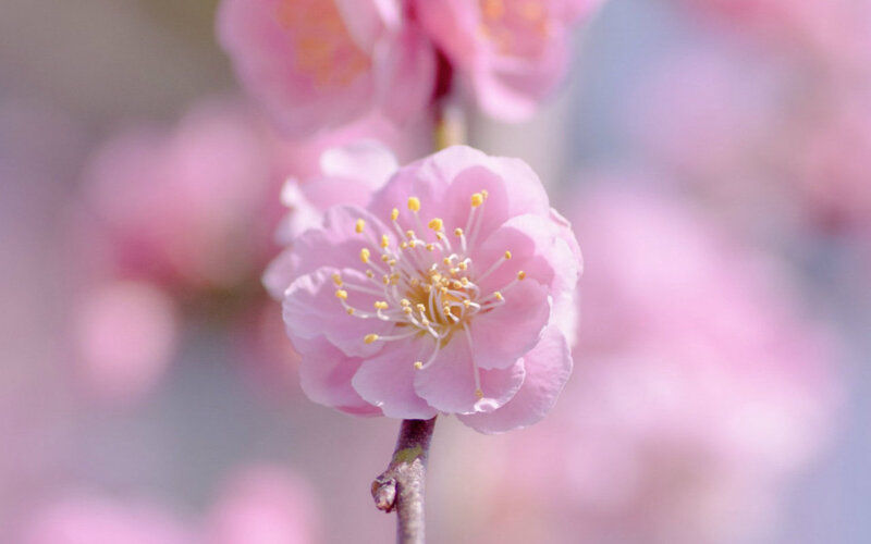 Pink Cherry Blossom — Serene, Spring, Photograph, Flower, Branch, Stamen