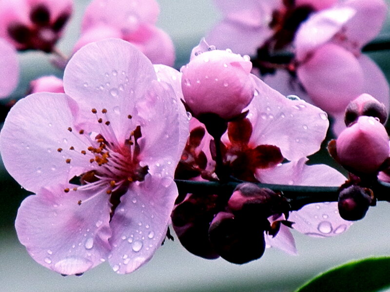 Pink Cherry Blossom — Serene, Spring, Photograph, Flower, Bud