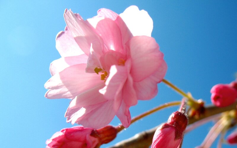 Pink Cherry Blossom — Serene, Spring, Photograph, Flower, Buds
