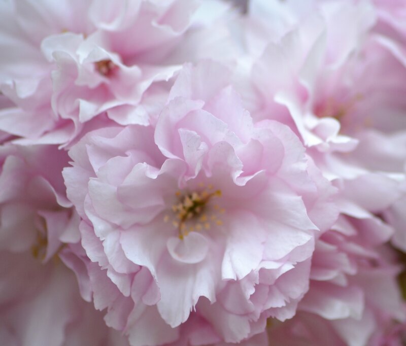 Pink Cherry Blossom — Serene, Spring, Photograph, Flower, Petals, Center