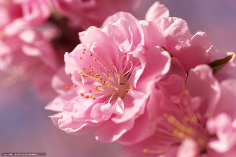 Pink Cherry Blossom — Serene, Spring, Photograph, Flower, Petals, Stamen