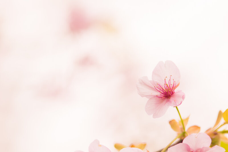 Pink Cherry Blossom — Serene, Spring, Photograph, Flower, Stem, Petals