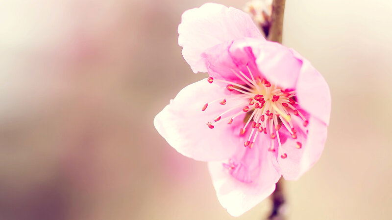 Pink Cherry Blossom — Serene, Spring, Photograph, Flower, Stem