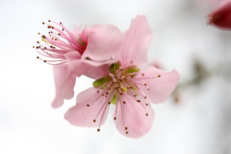 Pink Cherry Blossom — Serene, Spring, Photograph, Flower