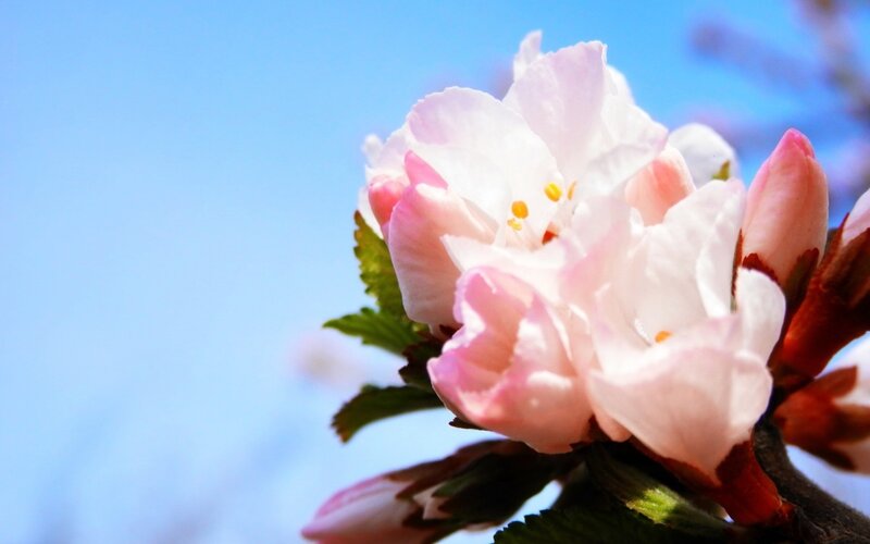 Pink Cherry Blossom — Serene, Spring, Photograph, Leaf