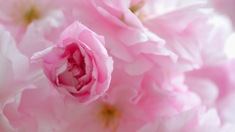Pink Cherry Blossom — Serene, Spring, Photograph, Petals, Flower Center