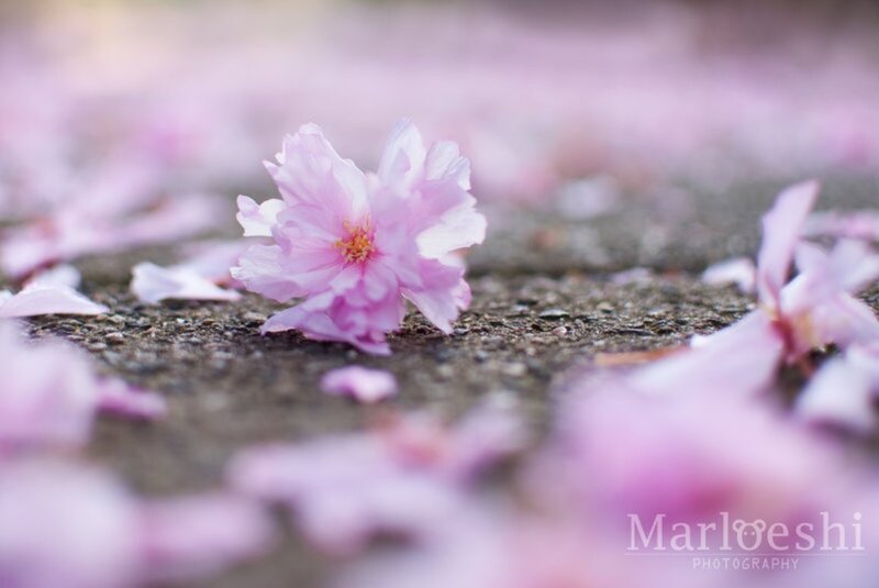 Pink Cherry Blossom — Serene, Spring, Photograph, Petals, Ground
