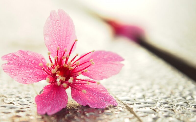 Pink Cherry Blossom — Serene, Spring, Photograph, Petals, Stamen, Water Droplets