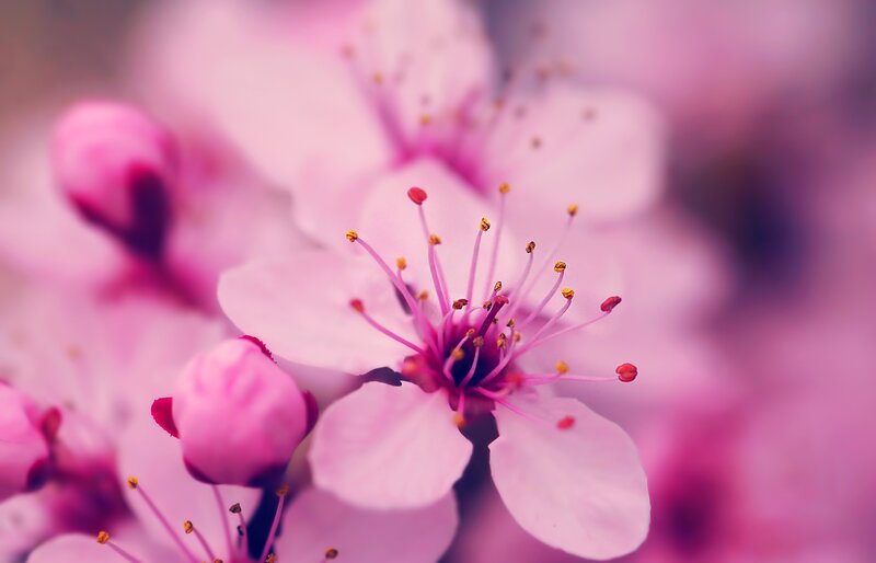 Pink Cherry Blossom — Serene, Spring, Photograph, Stamen