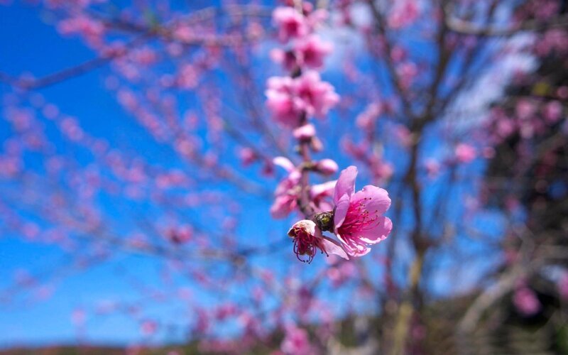 Pink Cherry Blossom — Serene, Spring, Photograph, Tree