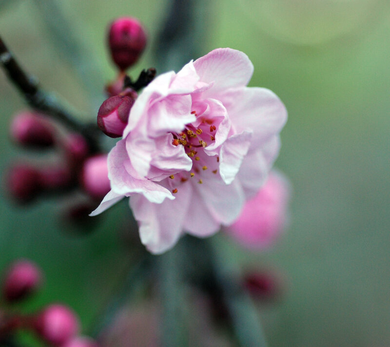 Pink Cherry Blossom — Serene, Spring