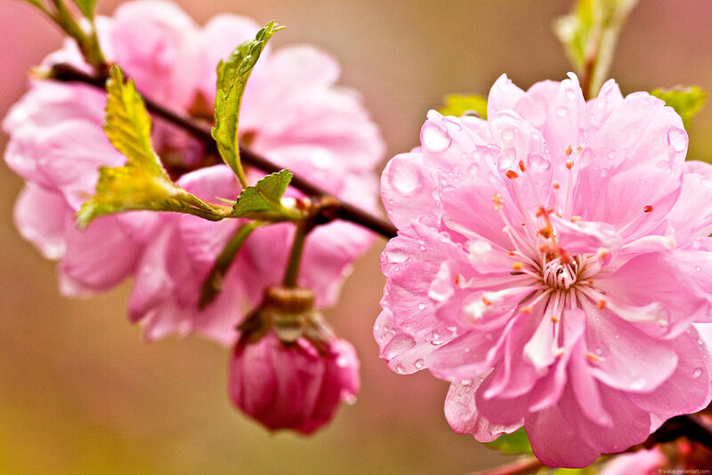 Pink Cherry Blossom — Serene