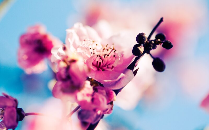 Pink Cherry Blossom — Sky