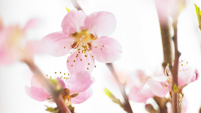 Pink Cherry Blossom — Spring