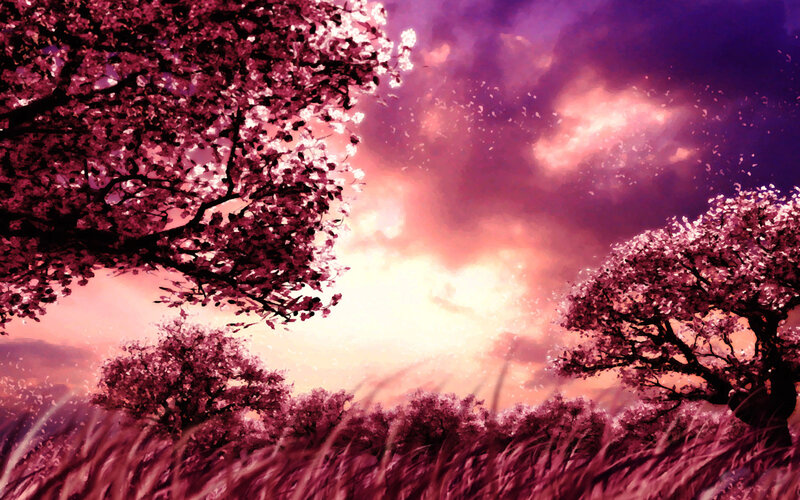 Pink cherry blossom sunset