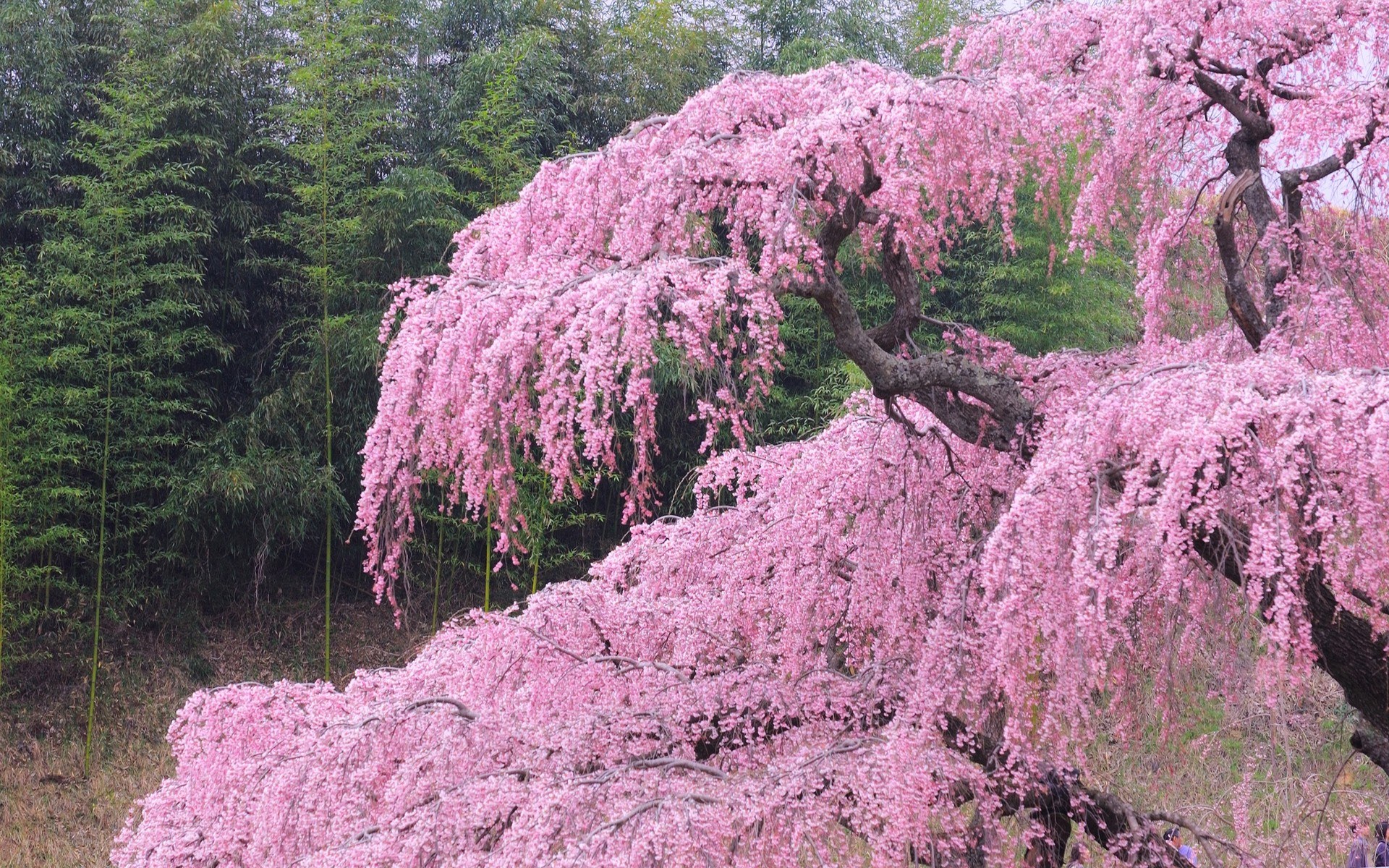 Pink cherry blossom tree