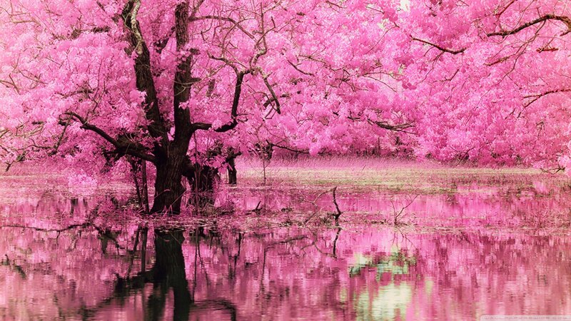 Pink Cherry Blossom Tree — Serene, Spring