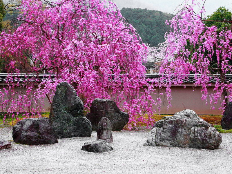 Pink Cherry Blossom Tree — Serene