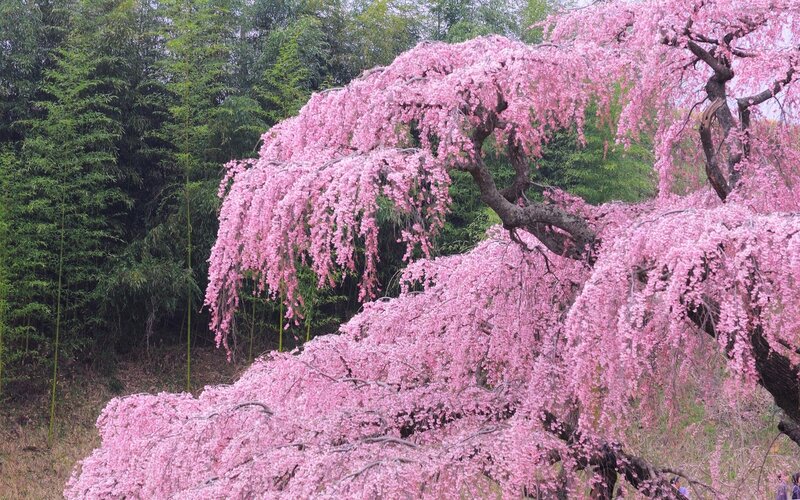 Pink cherry blossom tree