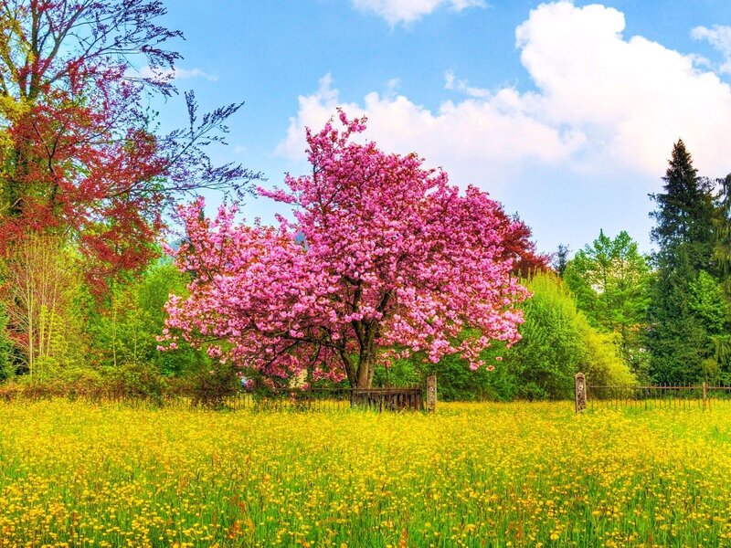 Pink Cherry Blossom Tree — Yellow