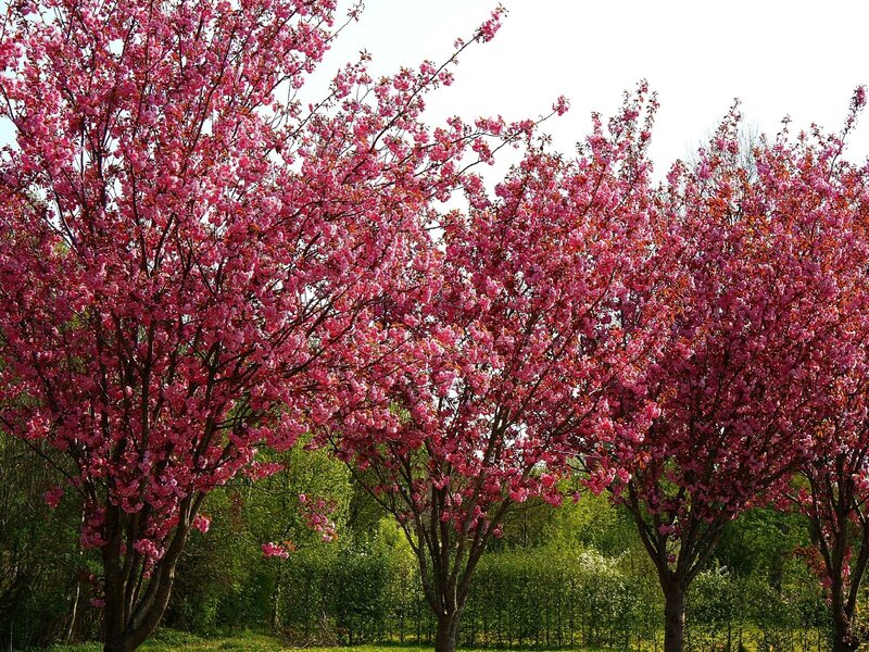 Pink cherry blossom trees in bloom