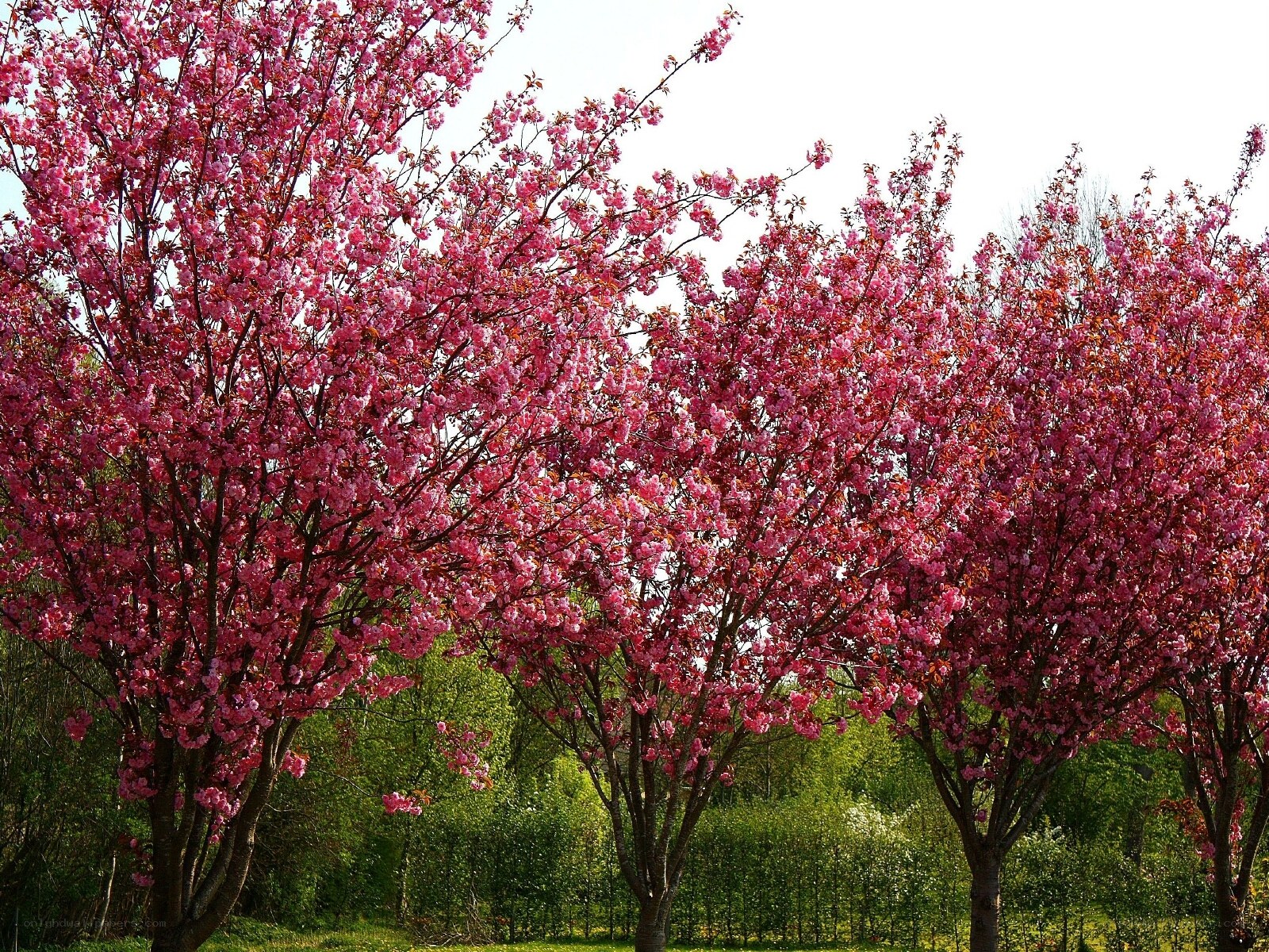 Pink cherry blossom trees in bloom