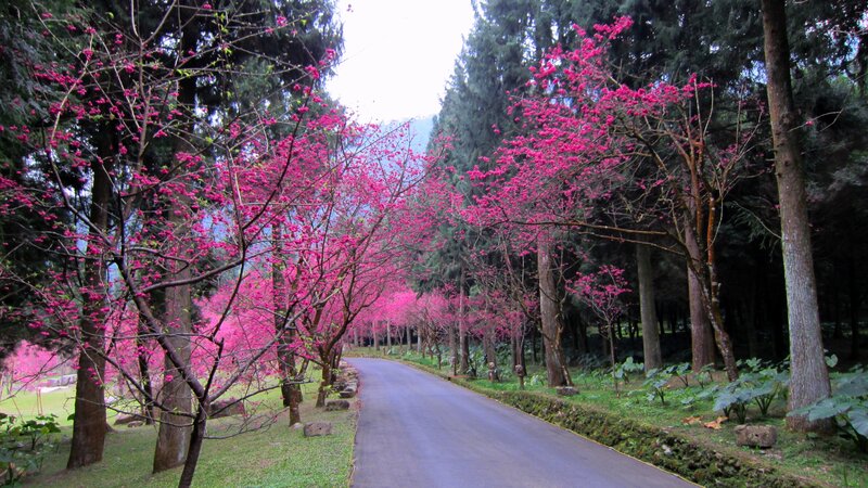 Pink Cherry Blossom Trees — Serene, Spring, Photograph