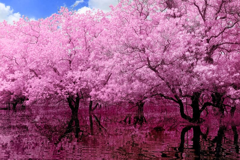 Pink Cherry Blossom Trees — Serene, Spring, Photograph, Water