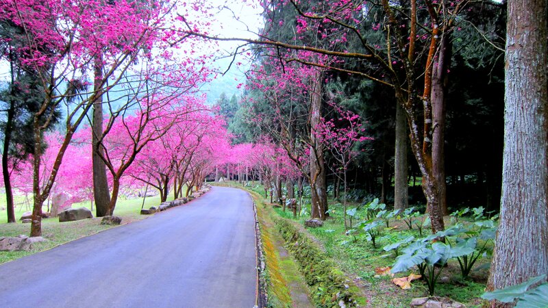 Pink Cherry Blossom Trees — Serene, Spring