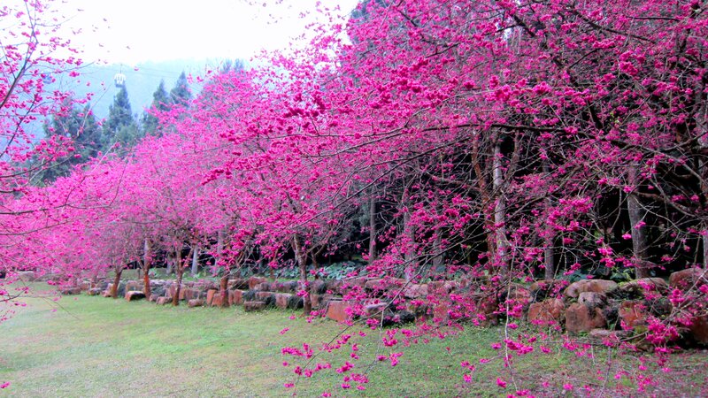 Pink Cherry Blossom Trees — Serene