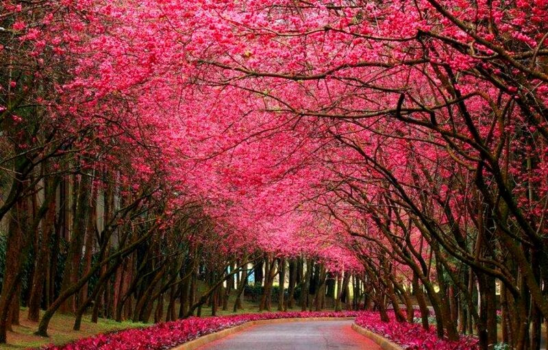Pink Cherry Blossom Tunnel — Serene, Spring, Photograph
