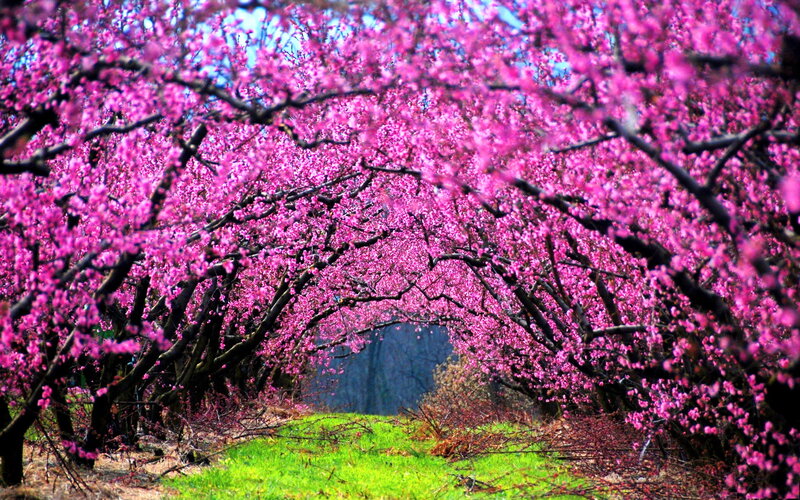 Pink Cherry Blossom Tunnel — Serene, Spring, Photograph, Trees