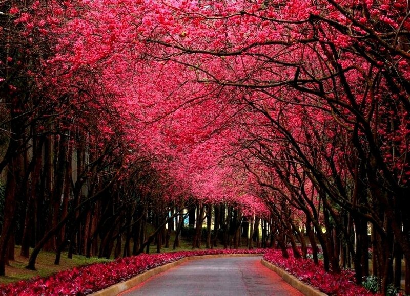 Pink Cherry Blossom Tunnel — Serene, Spring