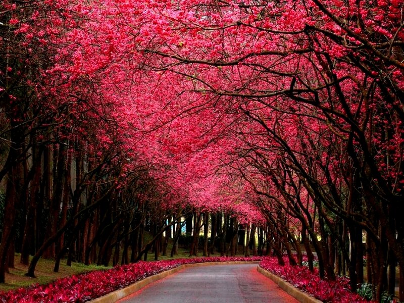 Pink Cherry Blossom Tunnel — Serene