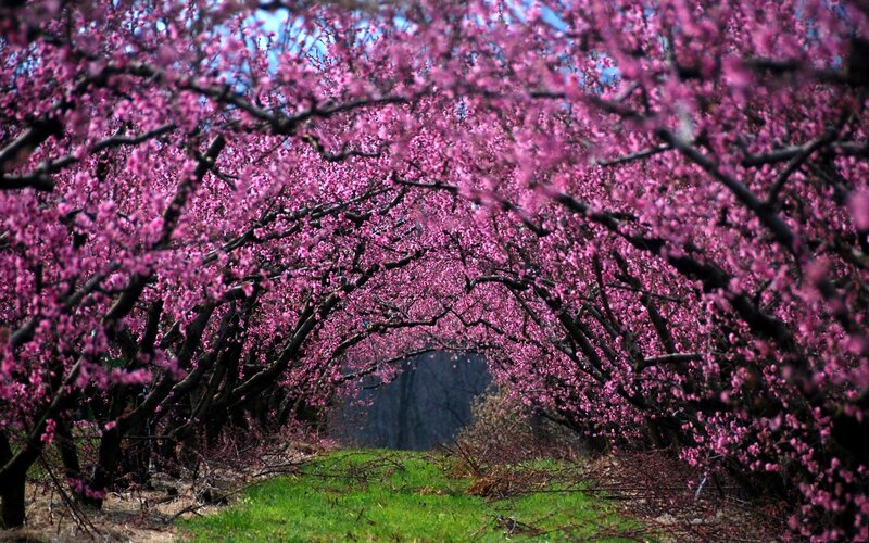 Pink Cherry Blossom Tunnel