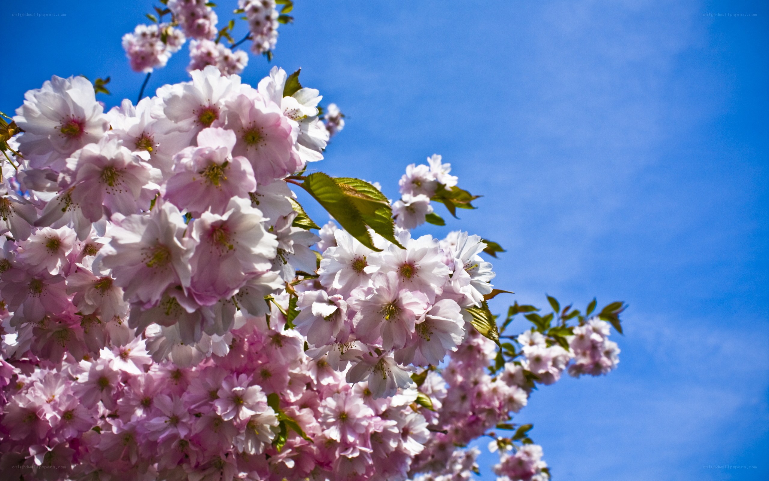 Pink cherry blossoms against blue sky