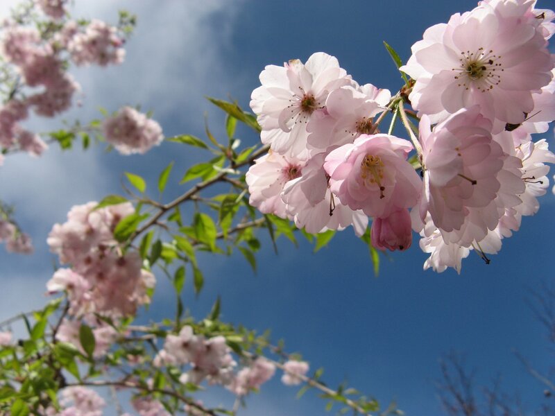 Pink cherry blossoms against blue sky