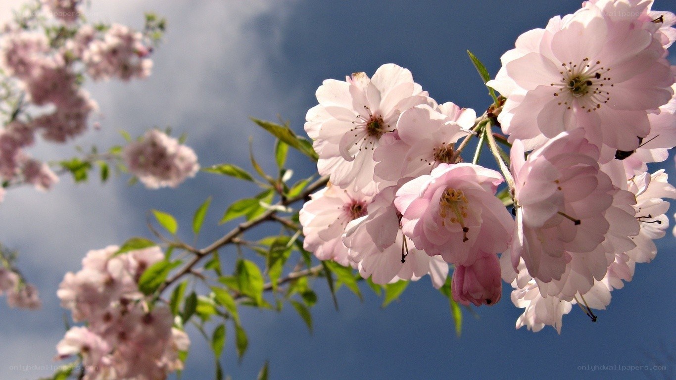 Pink cherry blossoms against blue sky