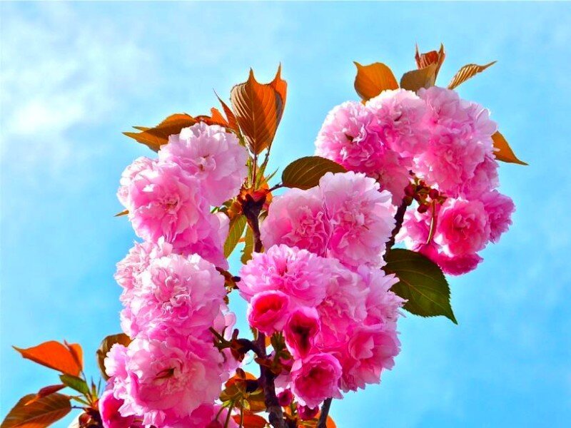 Pink cherry blossoms against blue sky