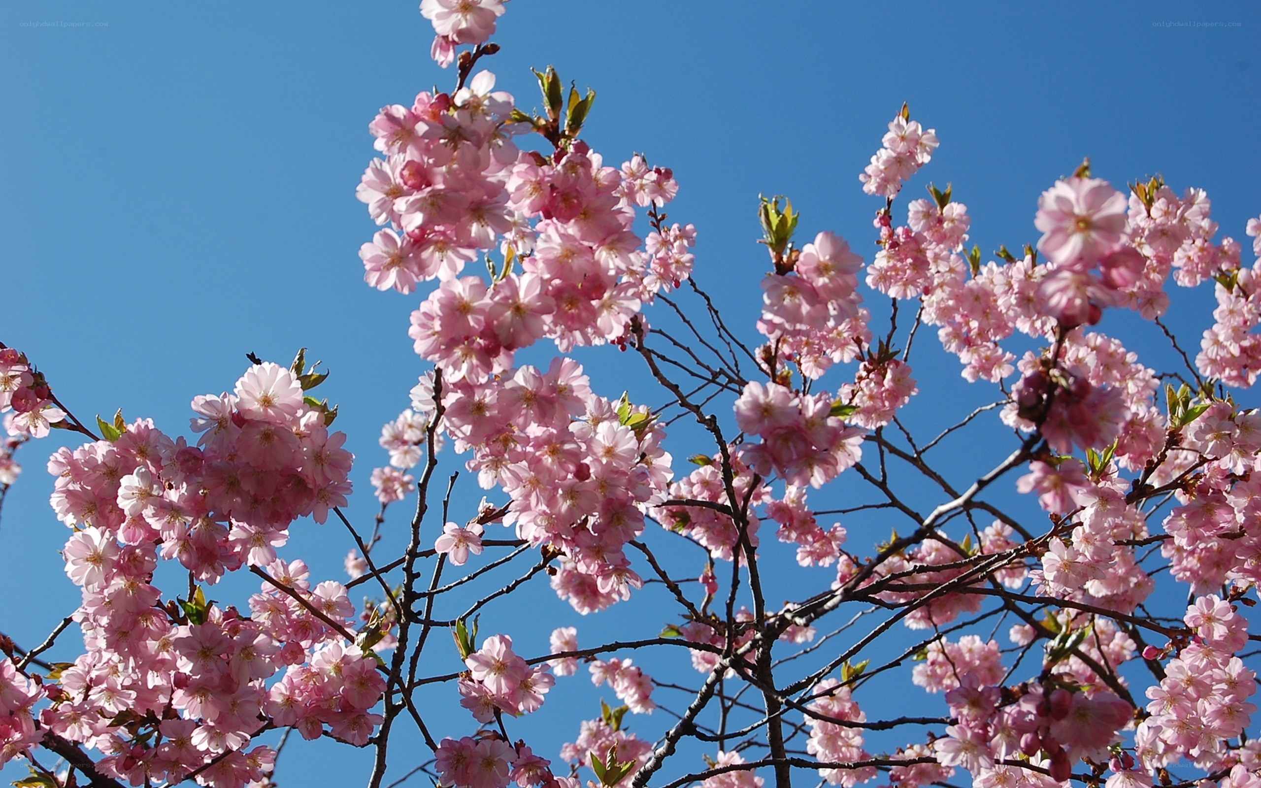 Pink cherry blossoms against blue sky