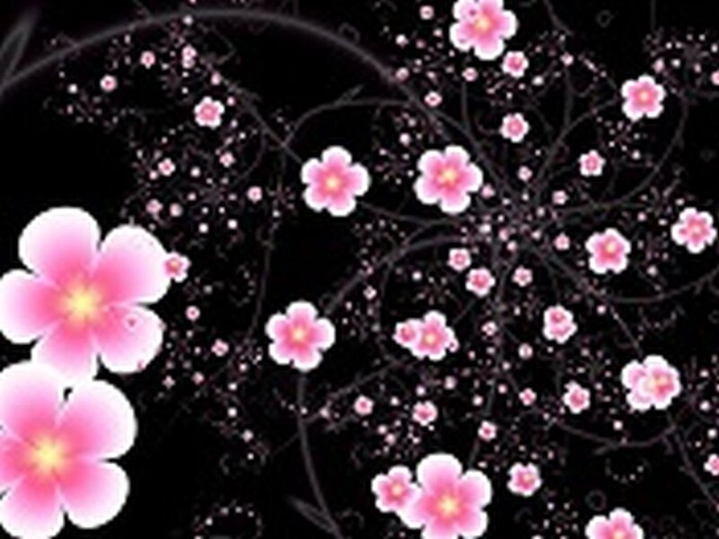 Pink Cherry Blossoms — Black