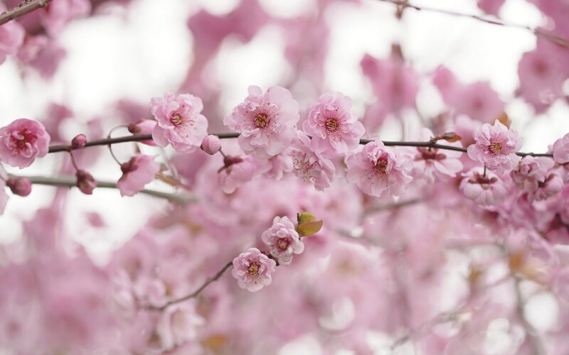 Pink Cherry Blossoms — Blossom