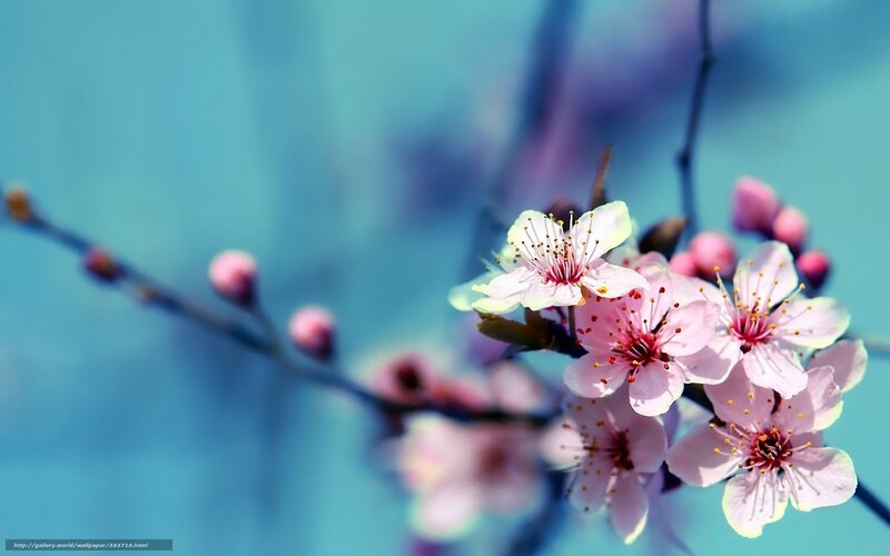 Pink Cherry Blossoms — Blue, Serene, Spring, Photograph