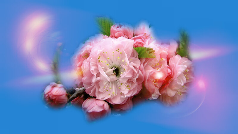 Pink Cherry Blossoms — Blue, Serene, Spring