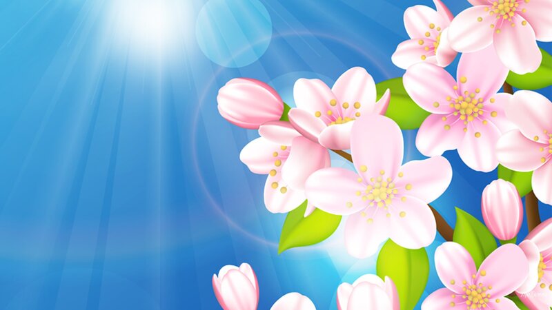Pink Cherry Blossoms — Blue, Serene