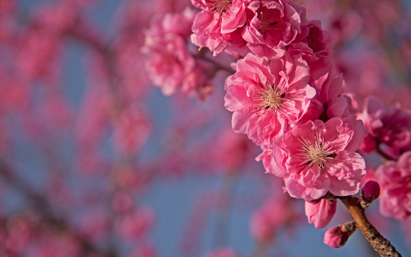 Pink Cherry Blossoms — Branch, Sky